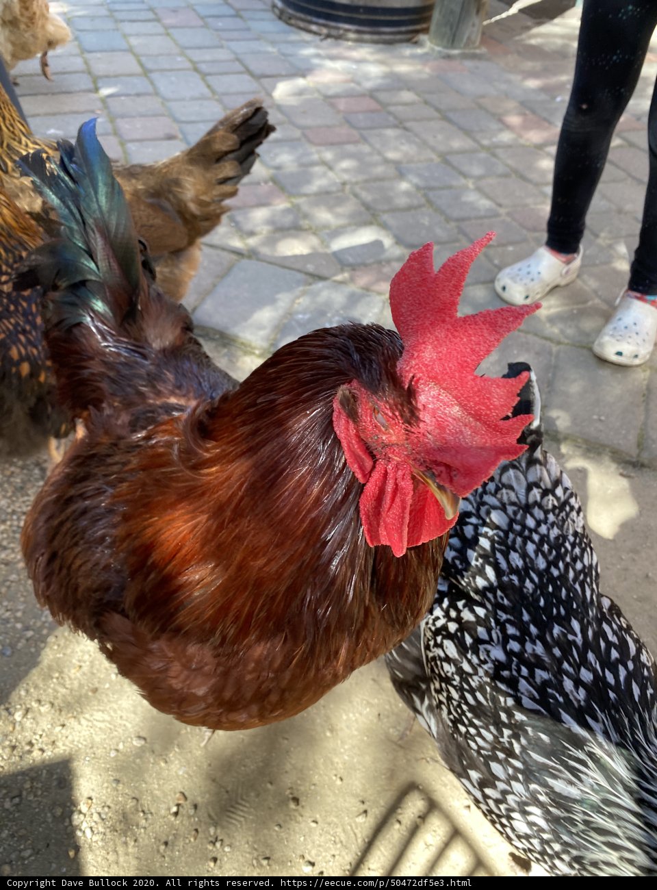 Fowl Play in the Village