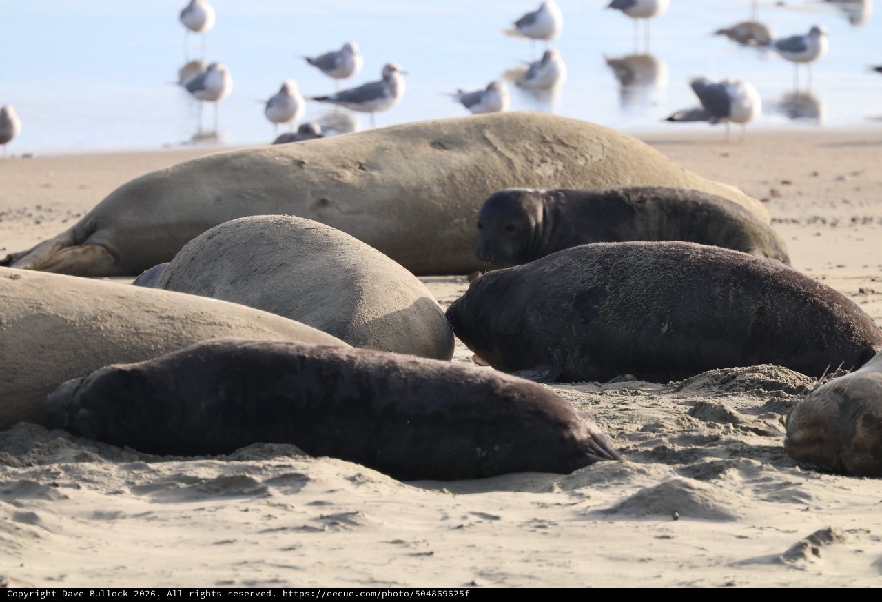 Elephant Seals Resting on Drakes Beach Sand