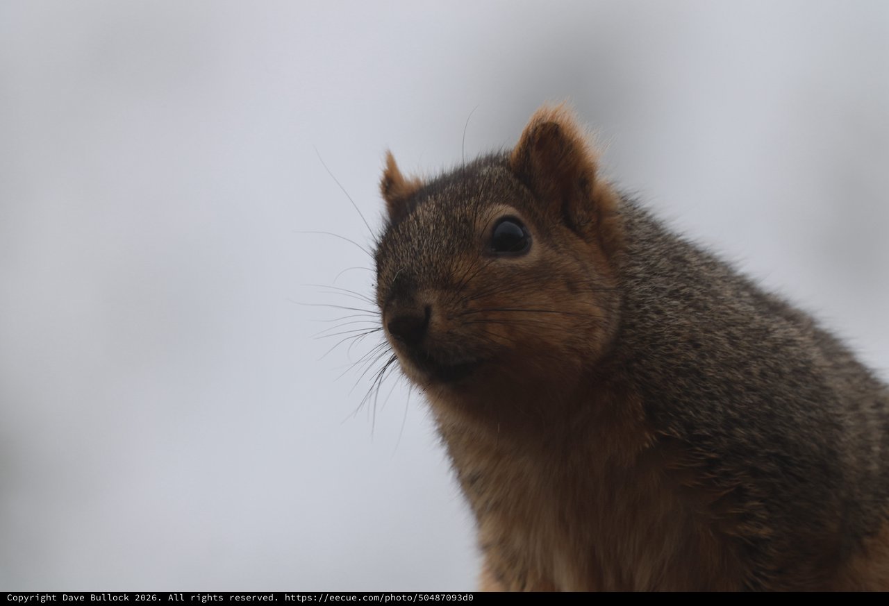 Close-Up Portrait of Alert Squirrel Against Overcast Sky