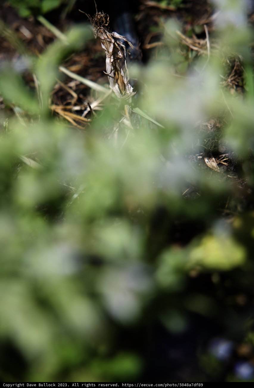 A Miniature World in the Garden