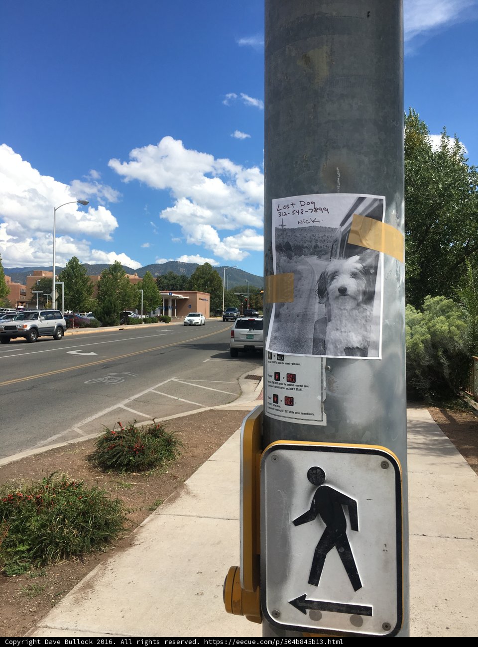 Dog Crossing Ahead