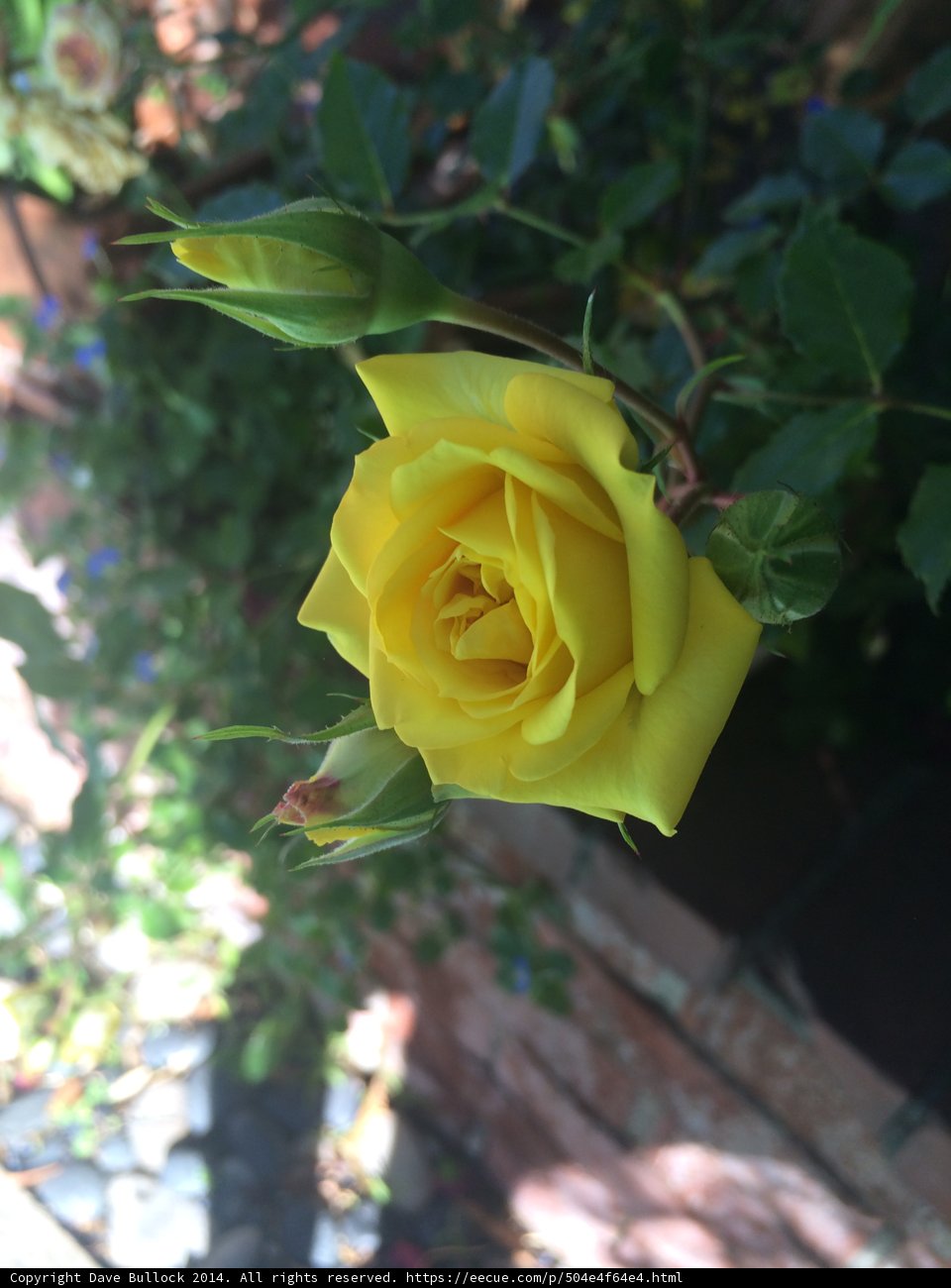 Beautiful Blooming Rose