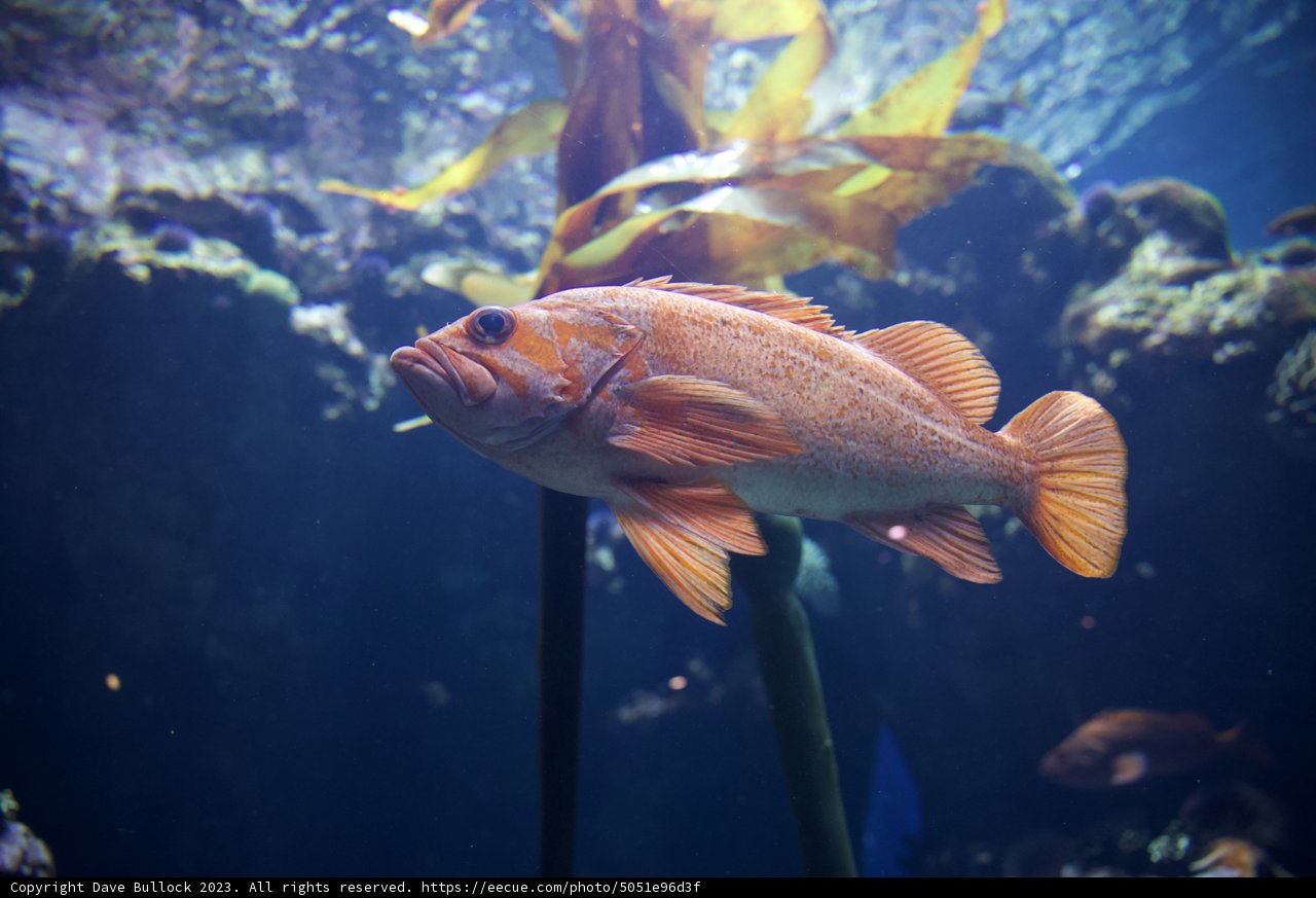 Aquatic Serenity: Underwater Journey in the Academy of Sciences