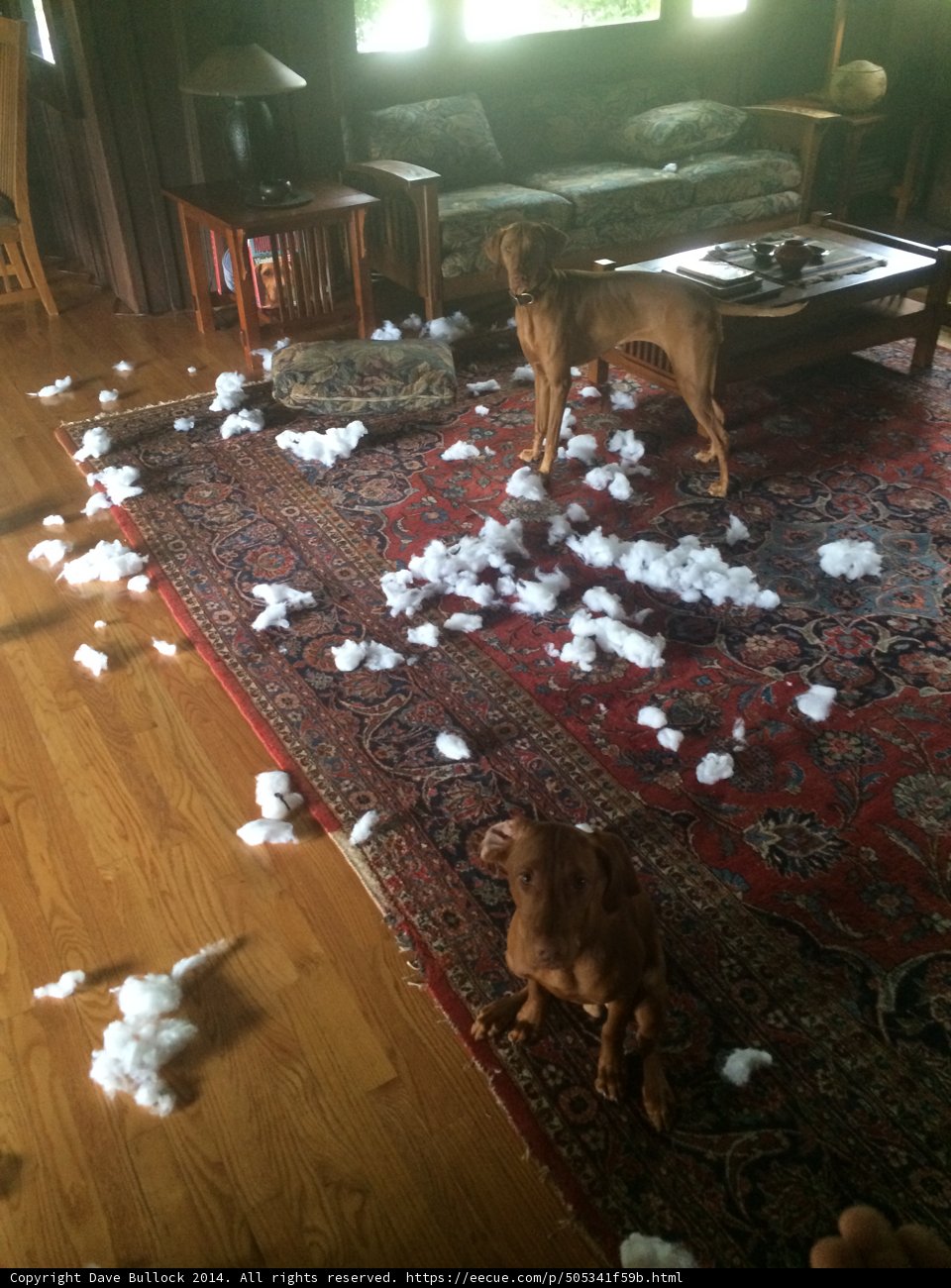 Furry Canine Takes Over Living Room