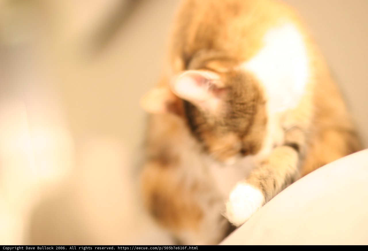 Feline Comfort
