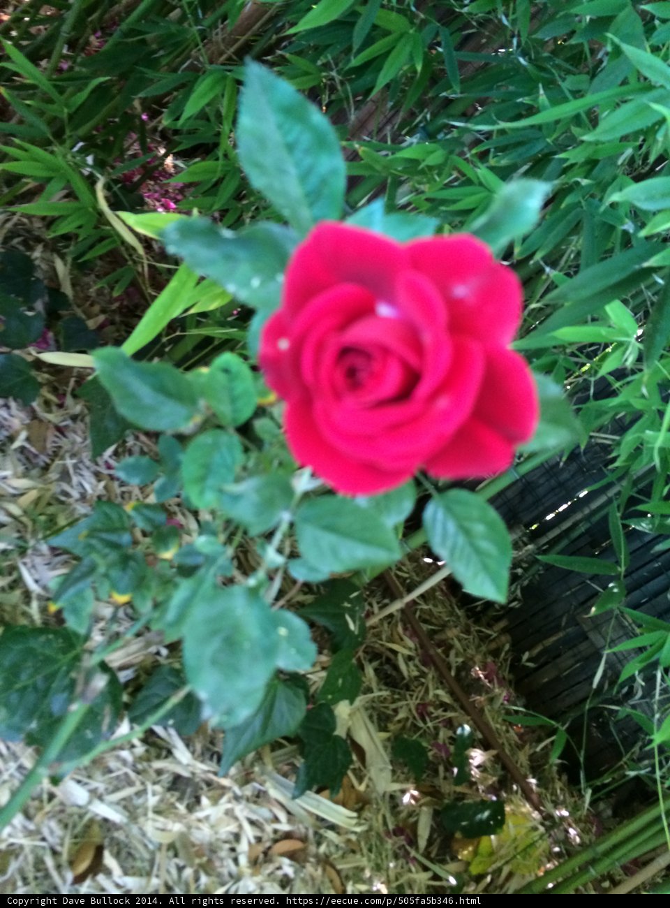 A Crimson Beauty in Altadena