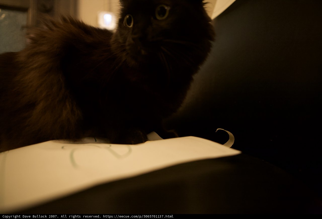 Midnight Companion