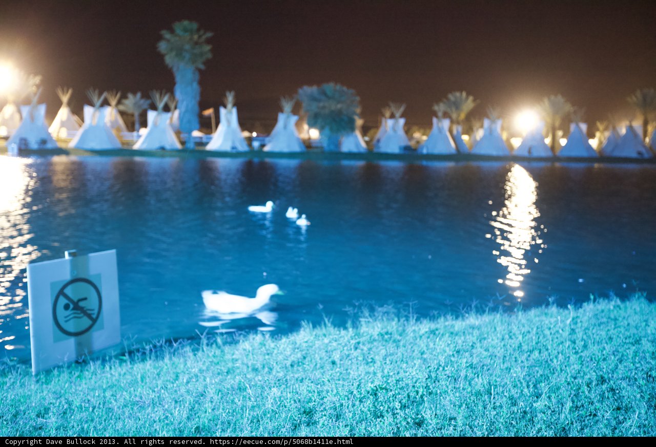 No Swimming Allowed in the Lake, but Ducks are Welcome