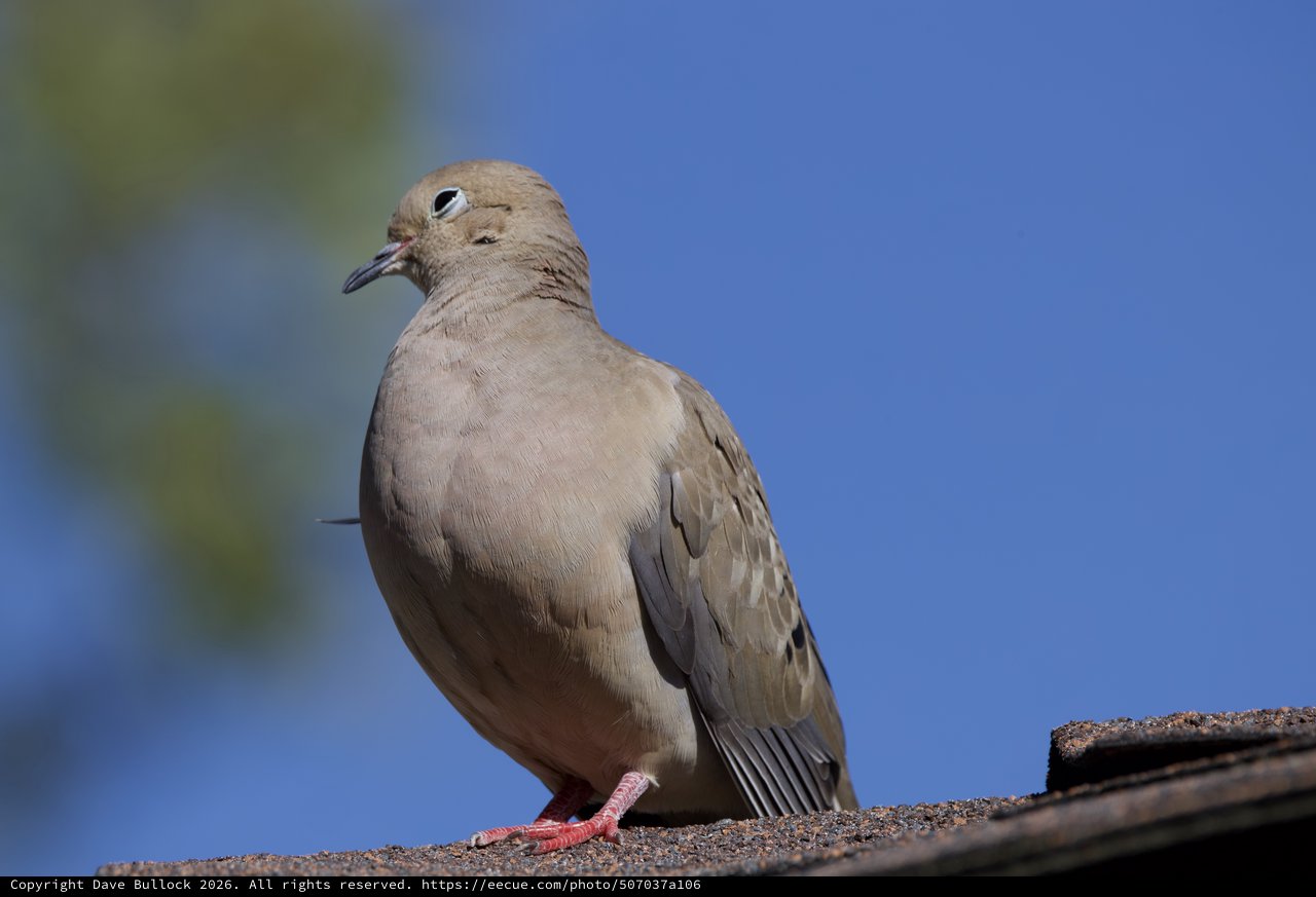 Eurasian Collared Dove Perched on Rooftop Edge