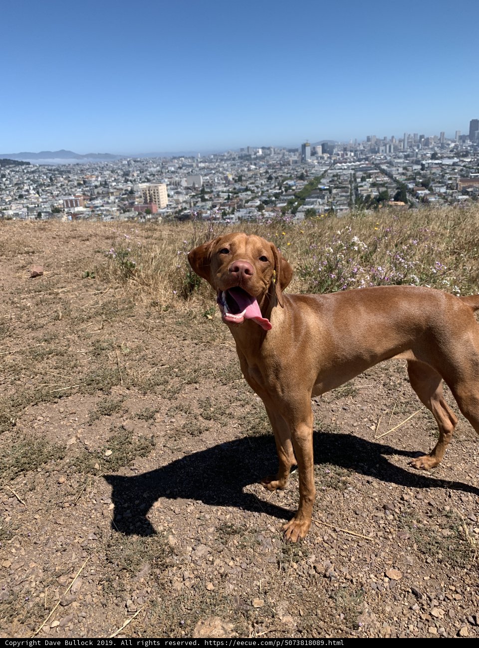 A Vizsla in the City