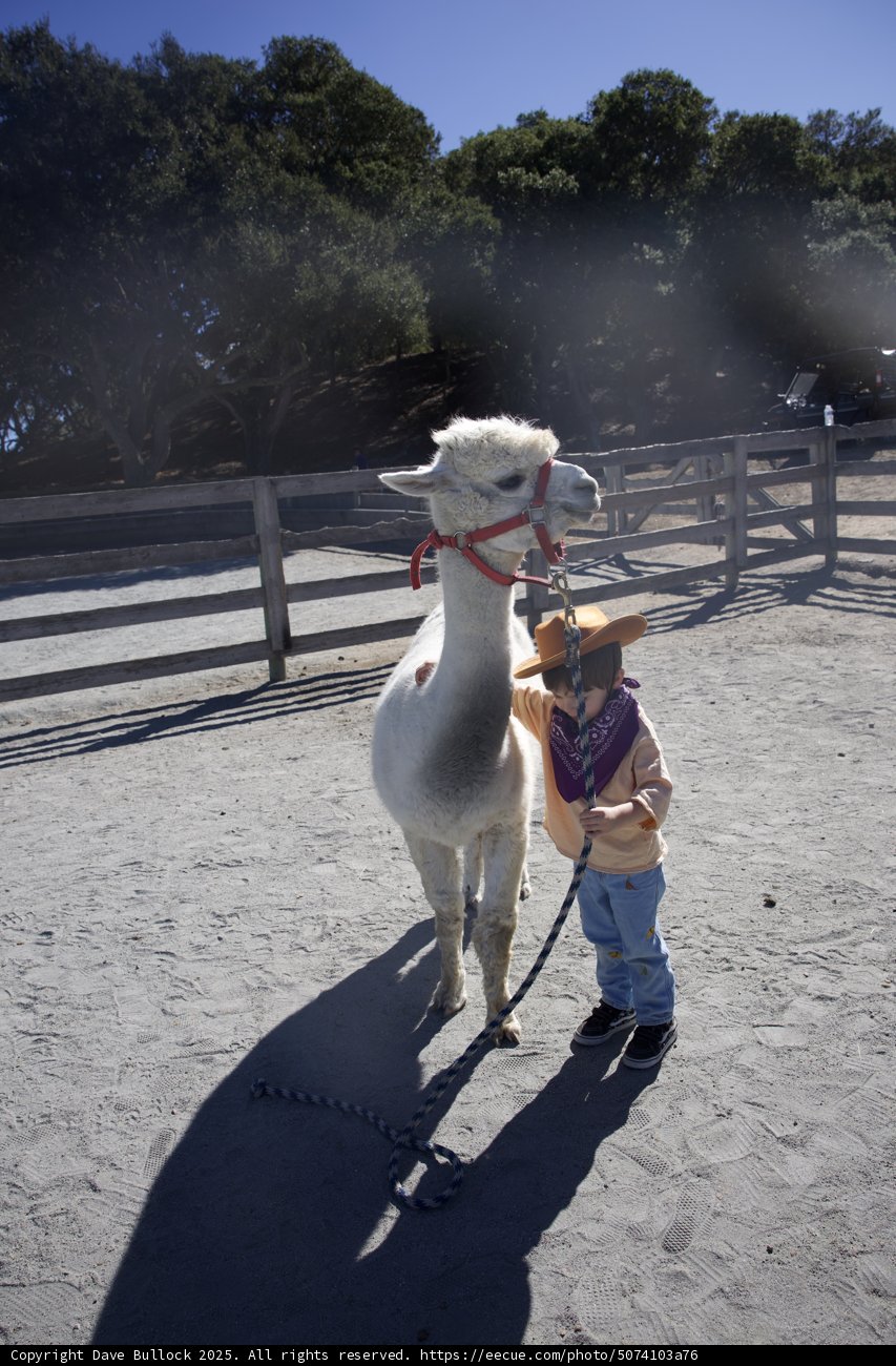 Little Cowboy and His Llama Adventure