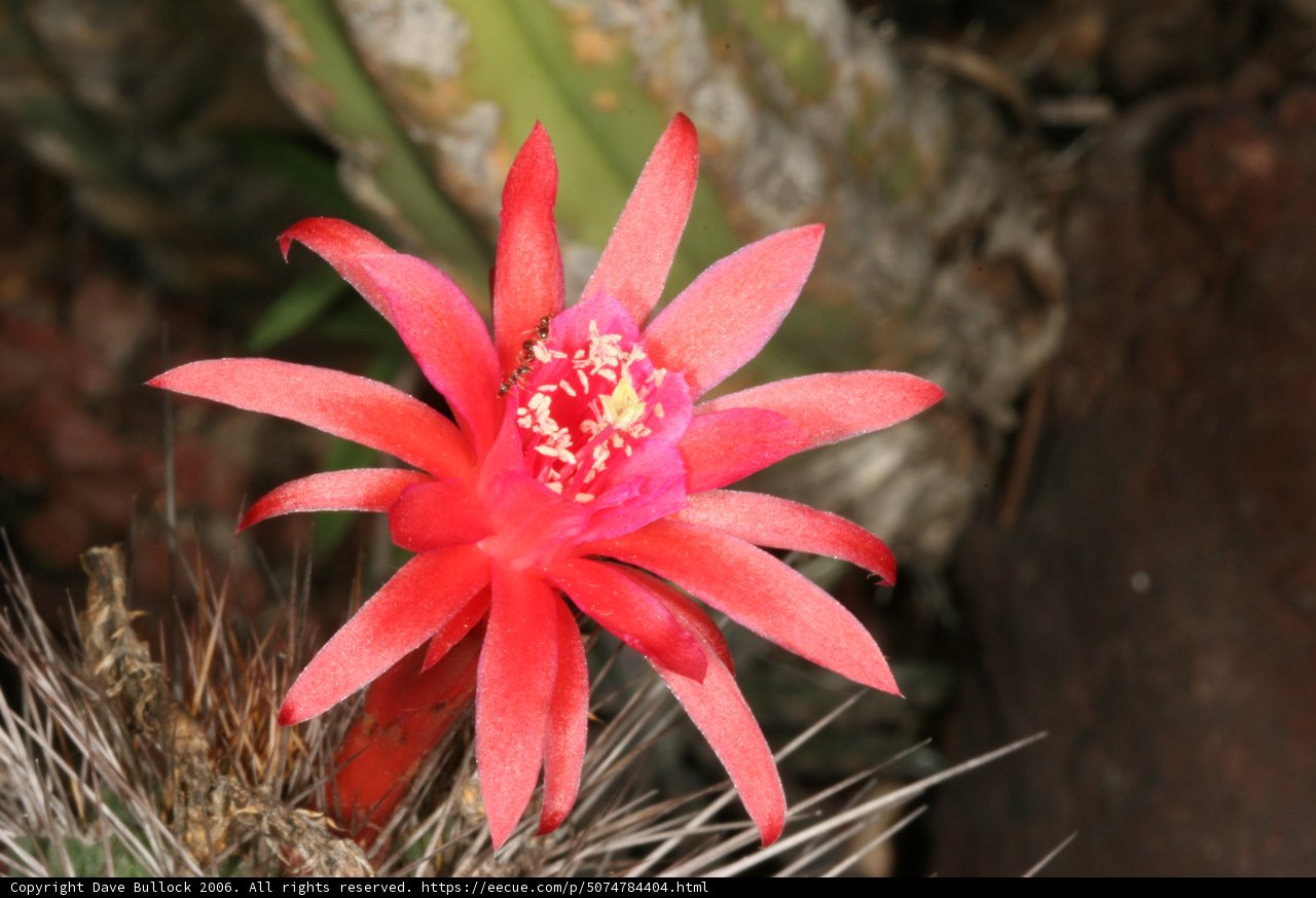 Vibrant Blossom on a Cactus Plant
