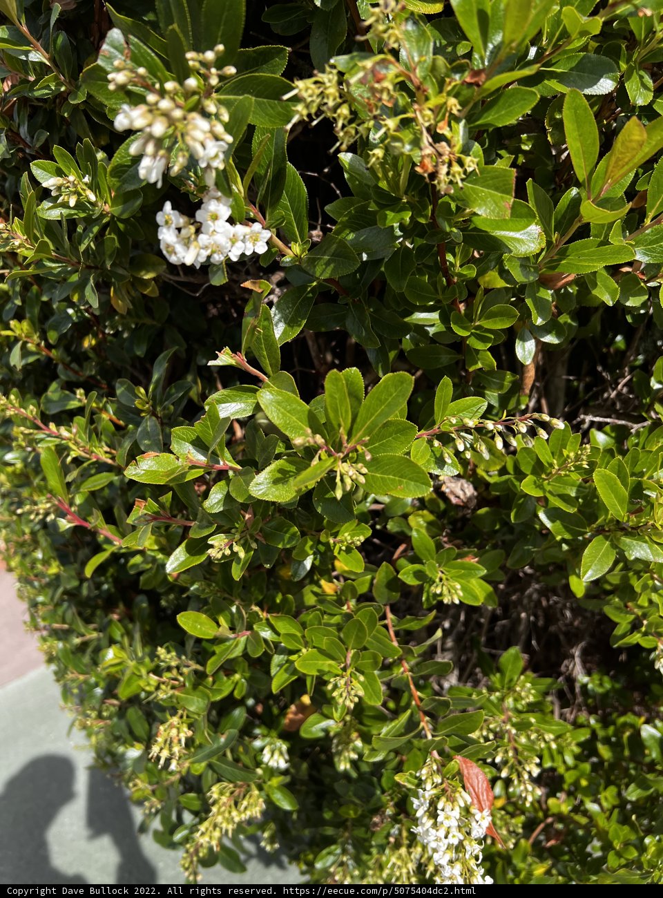 White Flowered Bush