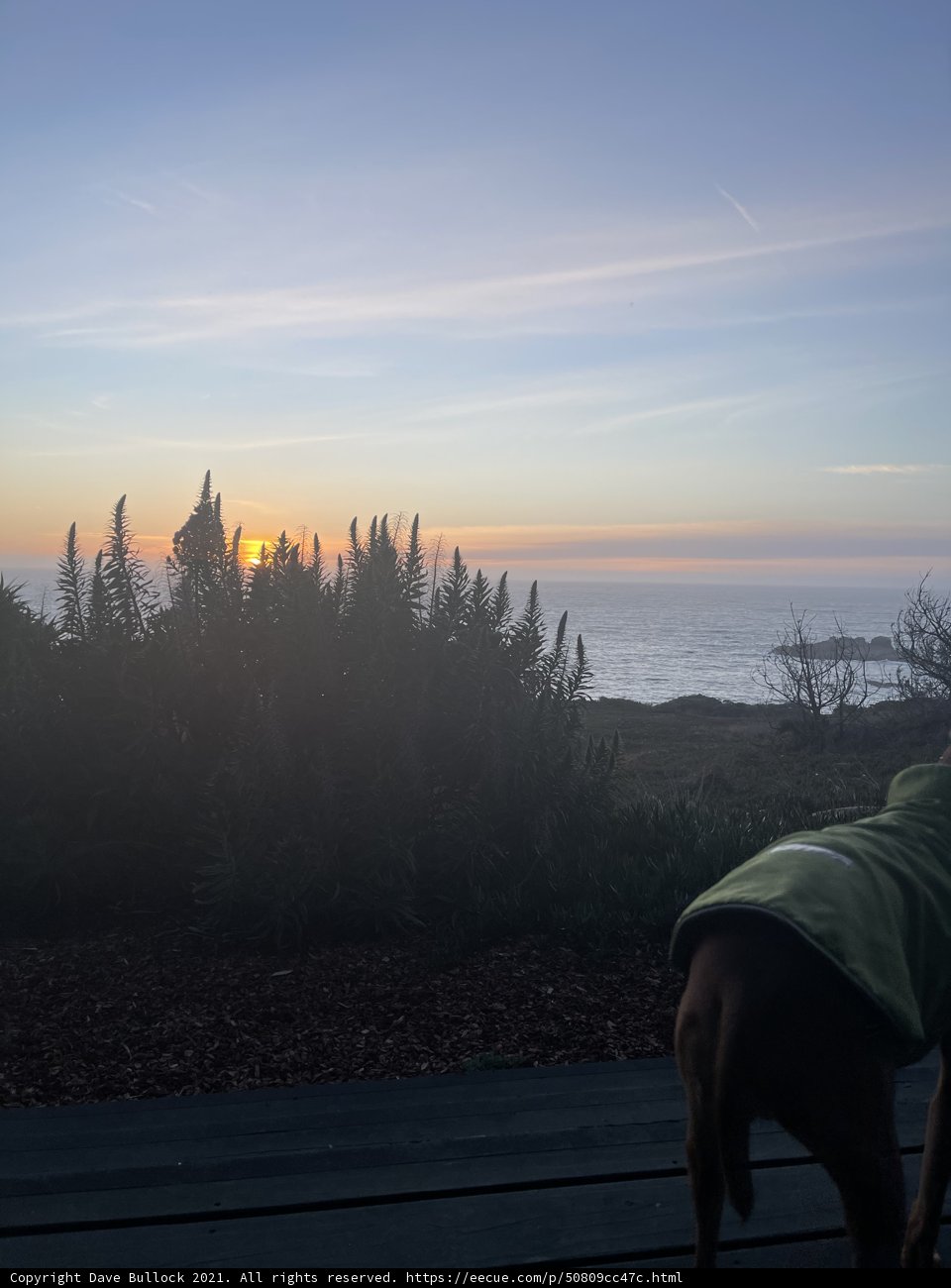 Ocean View Pooch