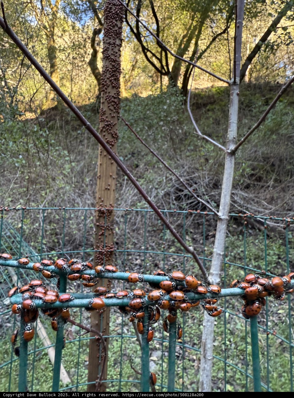 Ladybug Gathering in the Woods