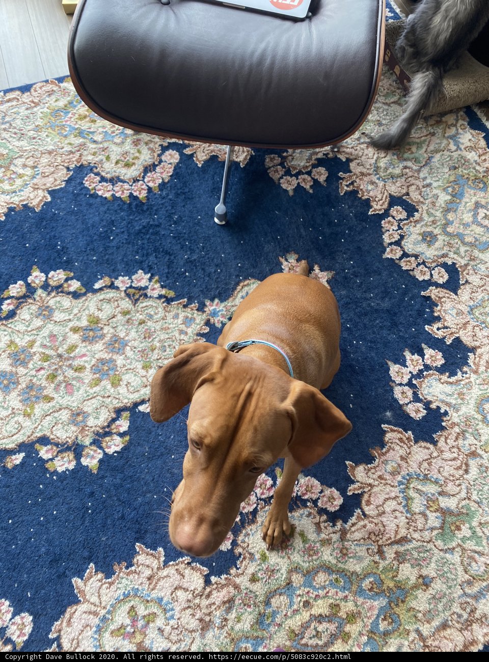 Home Decor with Canine Companion