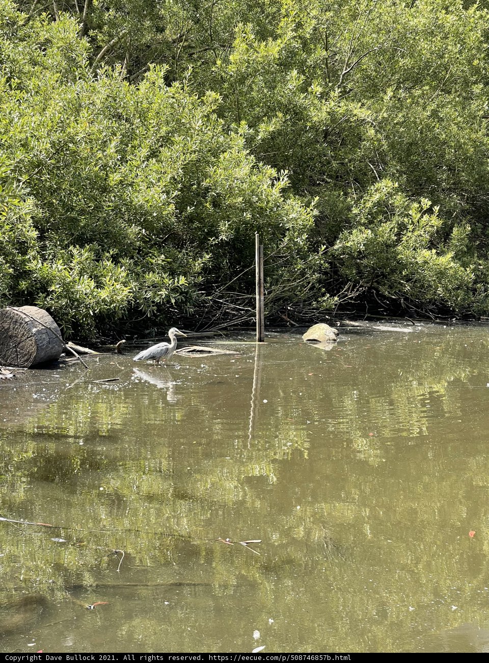 Serene Bird by the Riverside