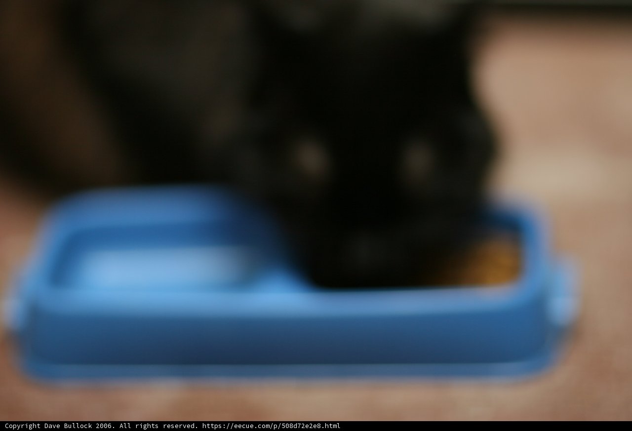 Furry Friend's Meal Time