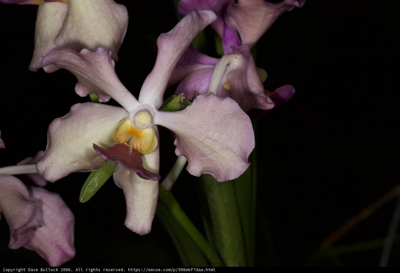 A Purple Orchid in Full Bloom