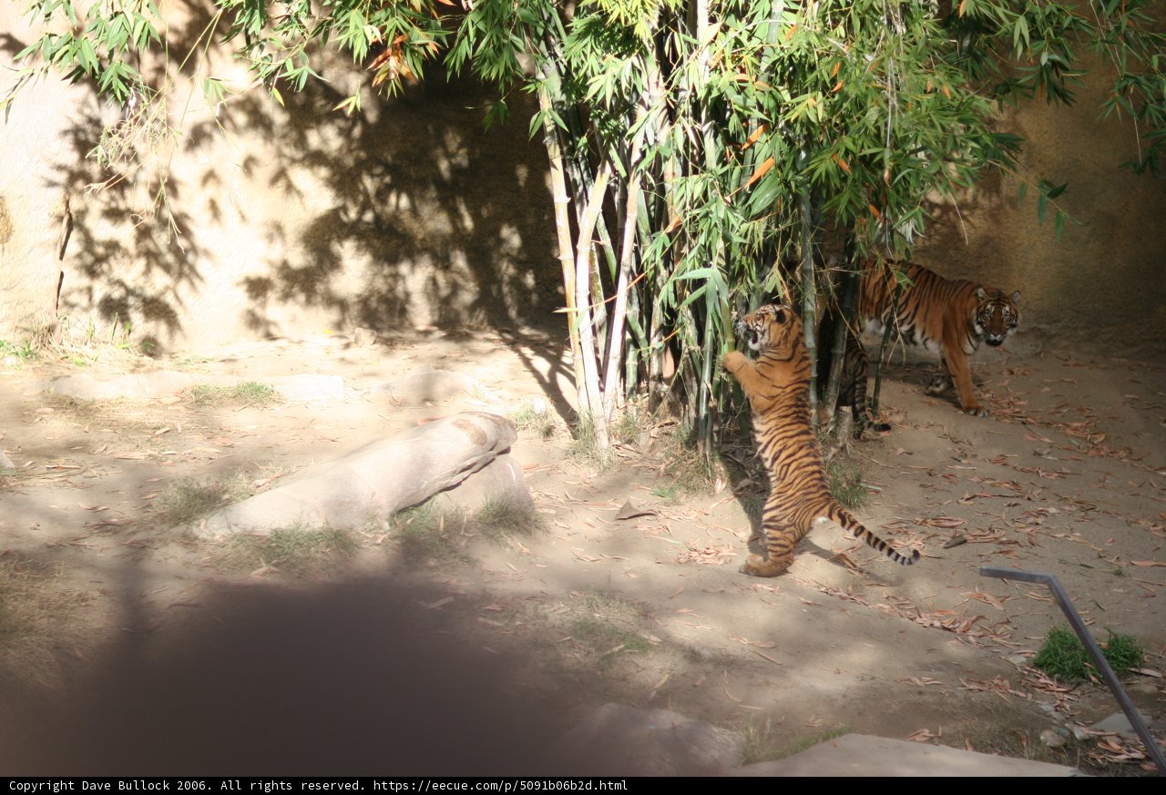 The Majestic Tiger