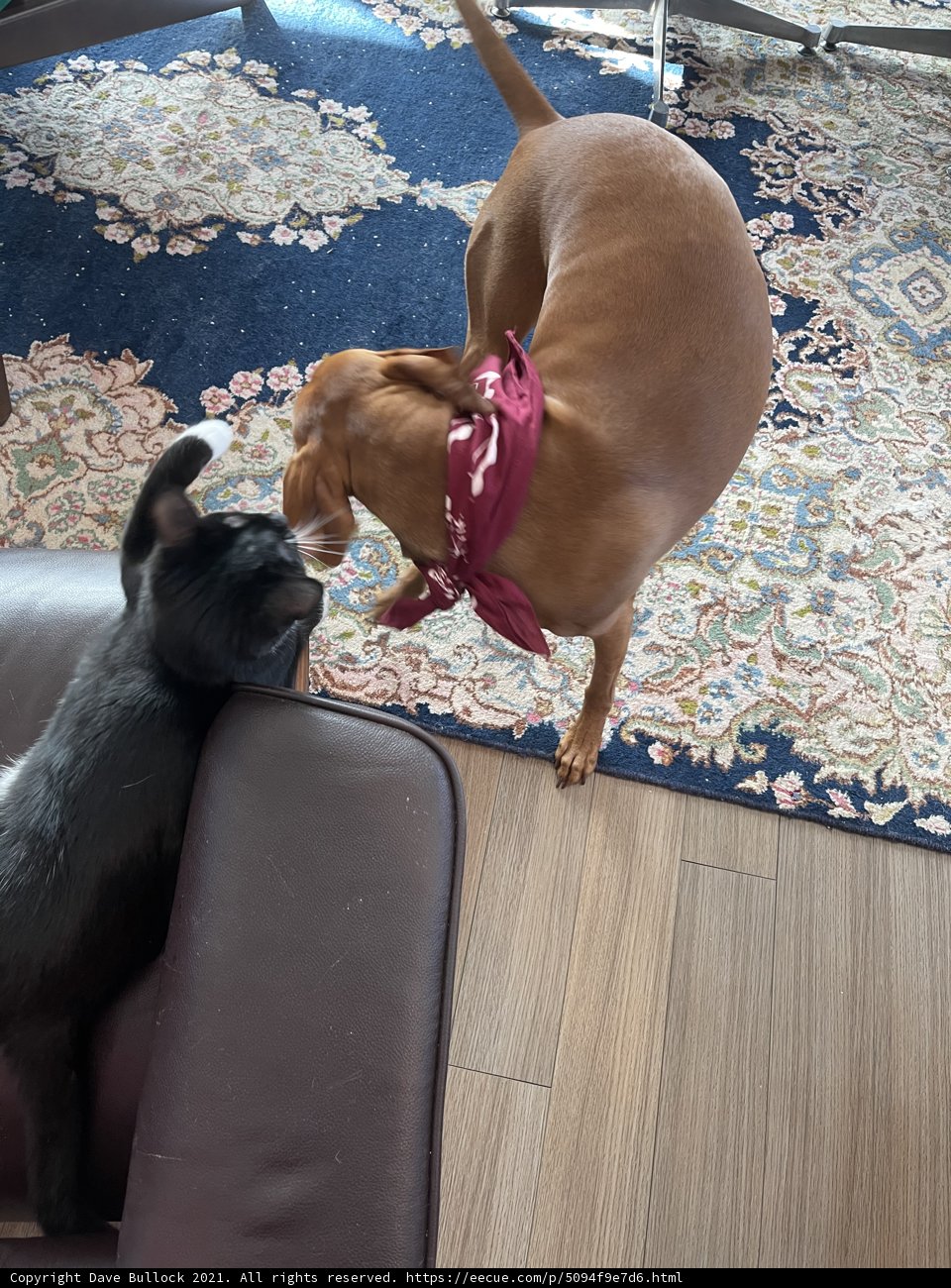 A Furry Friendship