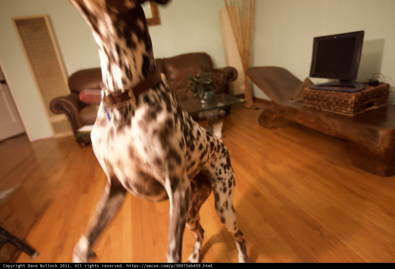 Playful Pup on Hardwood Floor