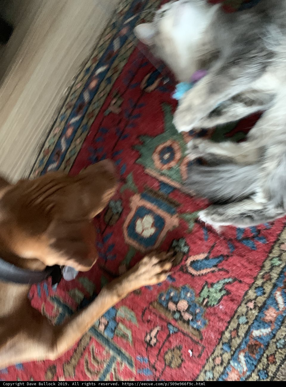Furry Friends Relaxing on a Cozy Rug