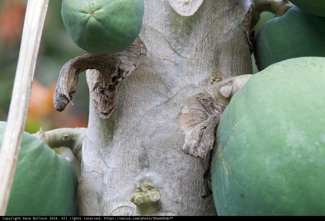 Verdant Papayas in Bloom