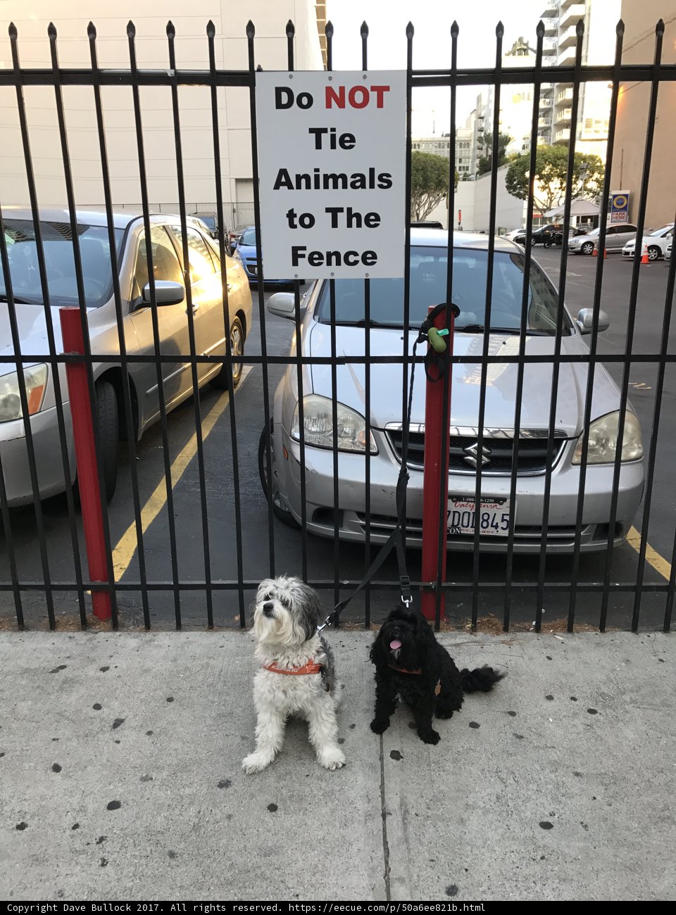 Canine Road Trip