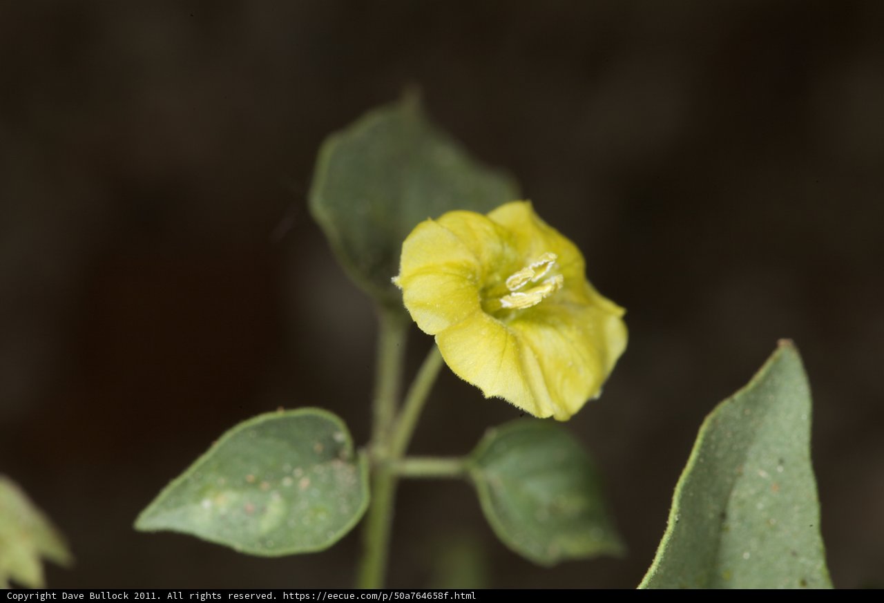 The Lone Yellow Bloom