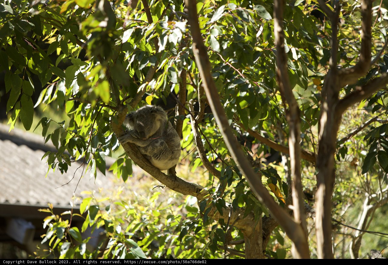 Resting Marsupial Majesty at SF Zoo