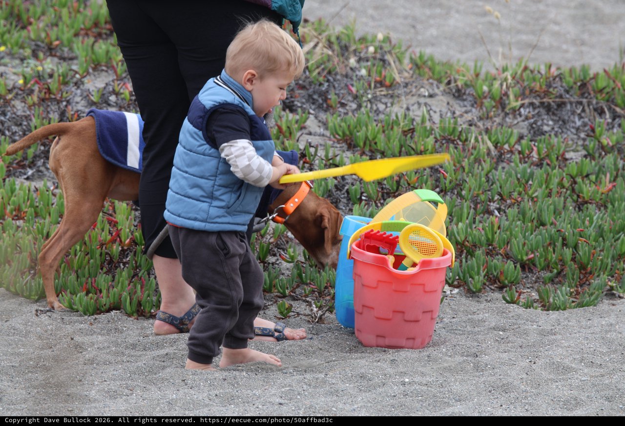 Curious Toddler and Dog Explore Beach Toys Together