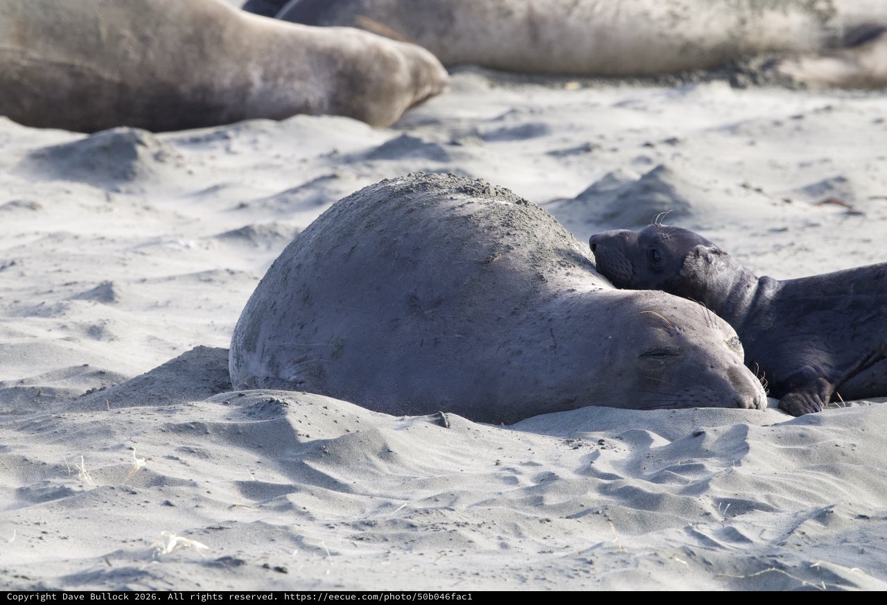 Elephant Seal Pup Resting on Sandy Beach