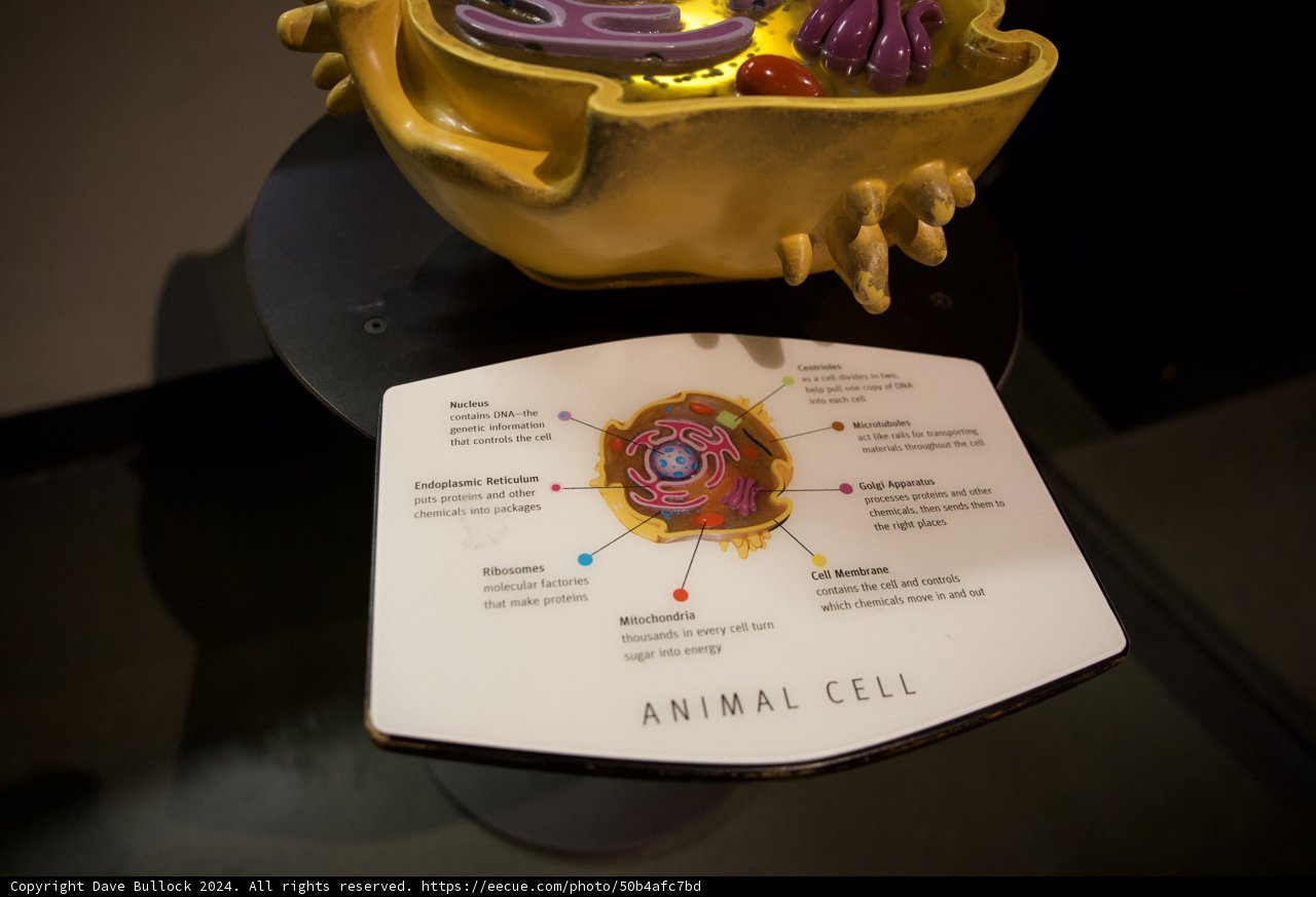 The Majestic Microcosm: An Animal Cell Model