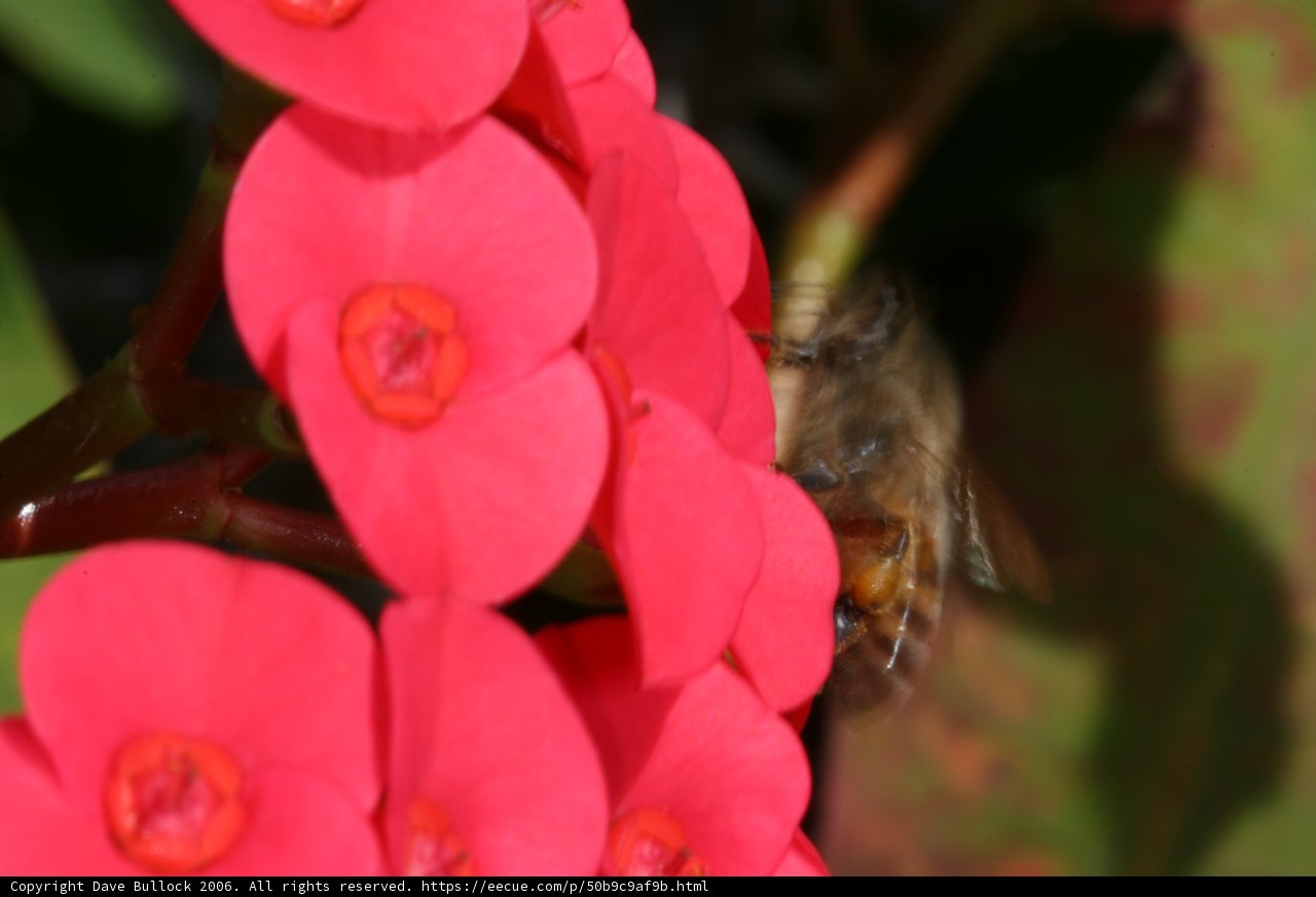 Busy Bee on Geranium Flower
