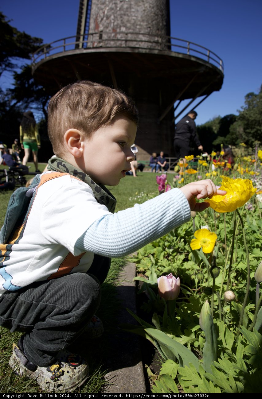Innocence Amidst the Petals: A Young Boy's Adventure in Nature.