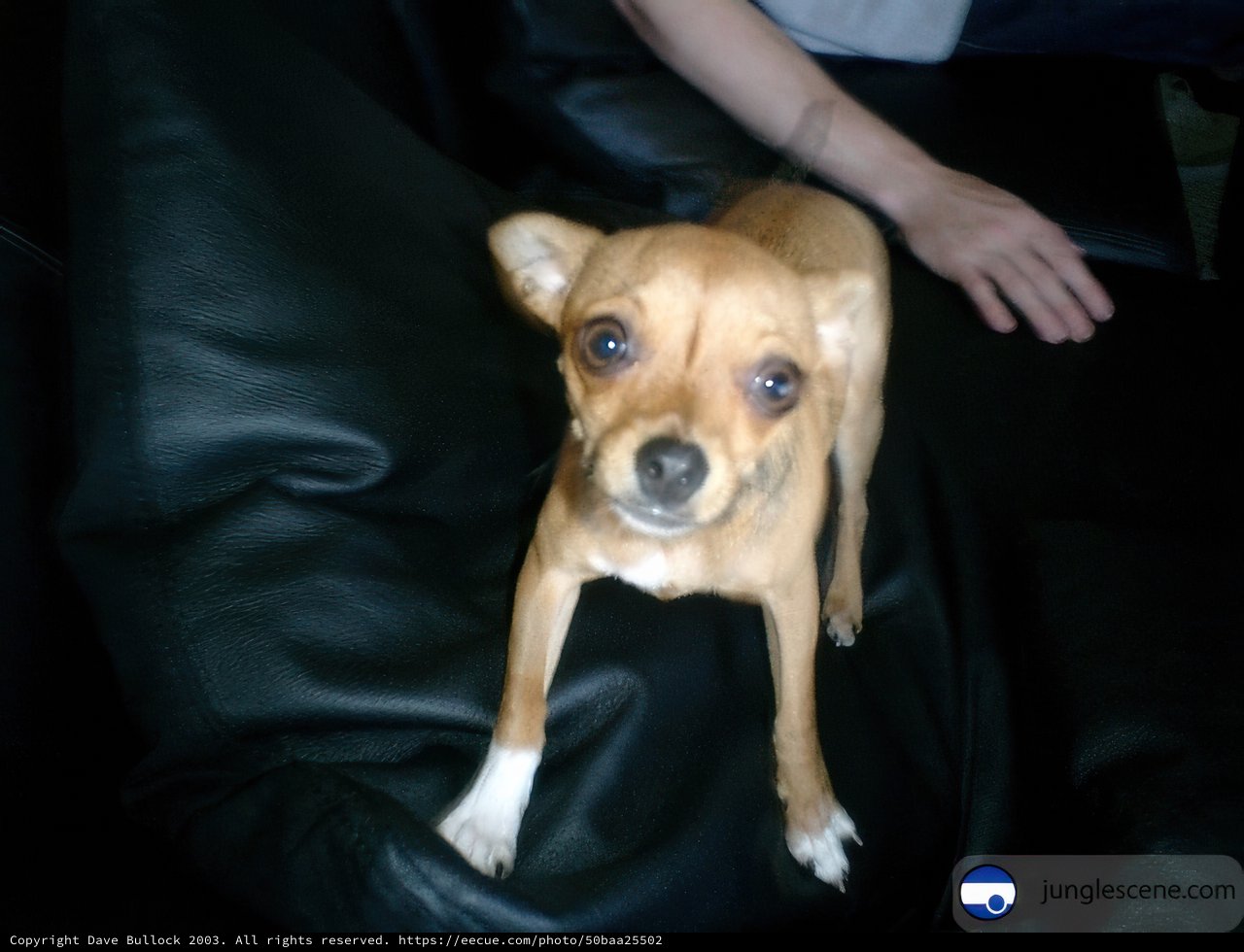 The Couch Potato Chihuahua