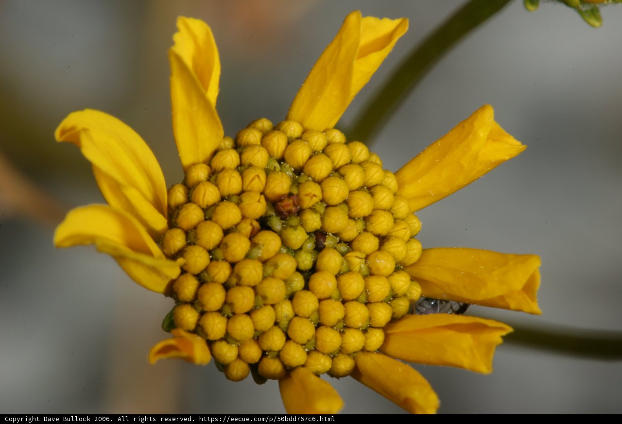 A Busy Bee on a Yellow Daisy