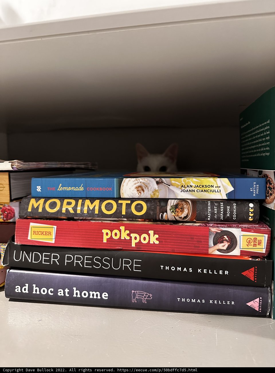 Peek-a-Boo Kitty