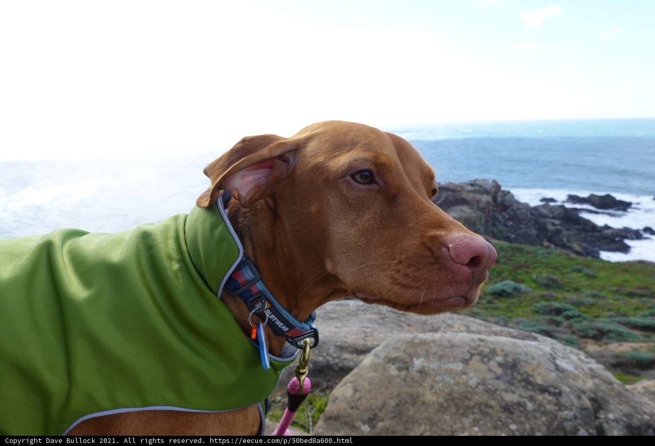 Stylish Dog at the Beach