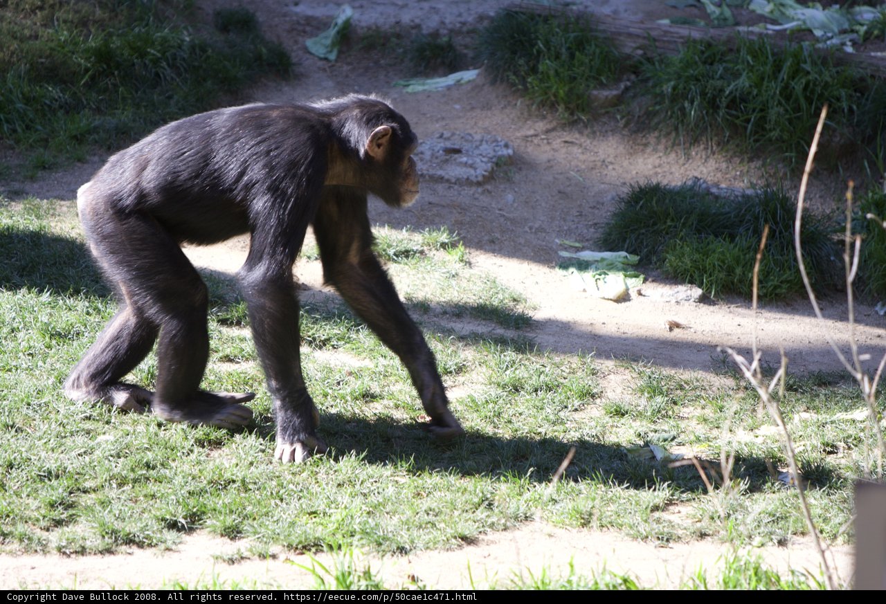 Walk of the Ape