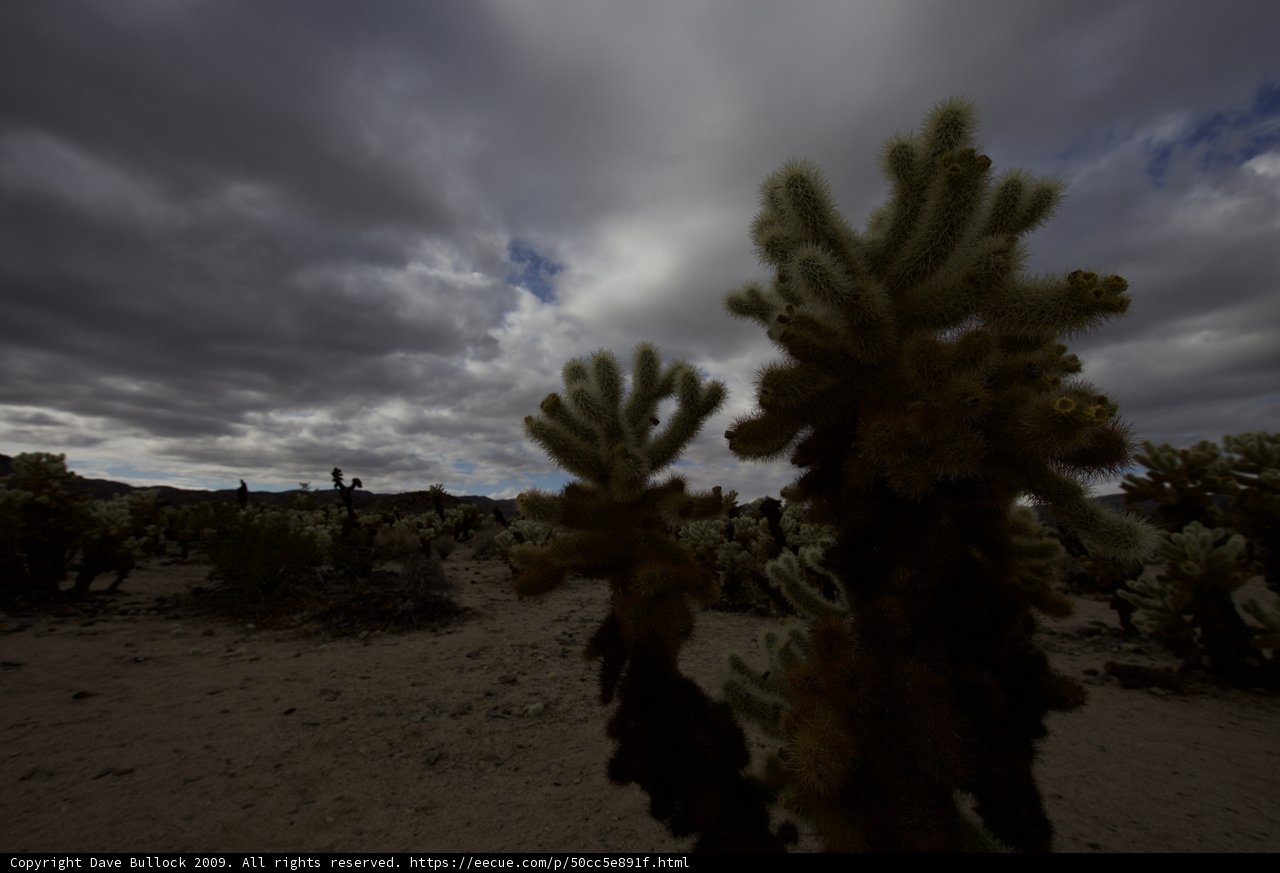 Desert Beauty