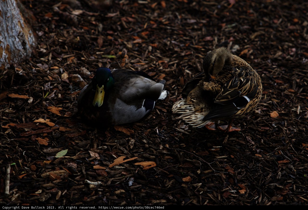 A Pair of Teal Ducks