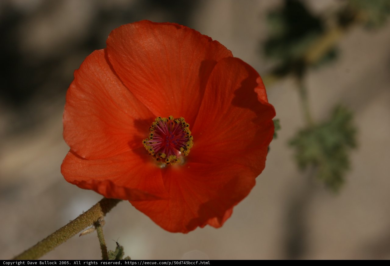 Orange beauty in full bloom