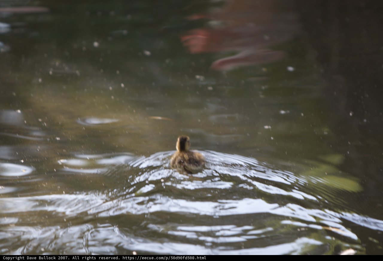 Splashing Duck