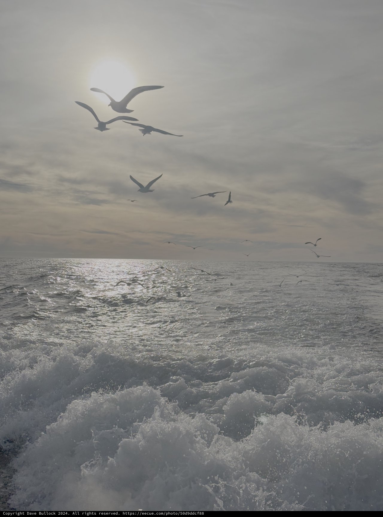 Seagulls Dancing Over Turbulent Ocean Waves