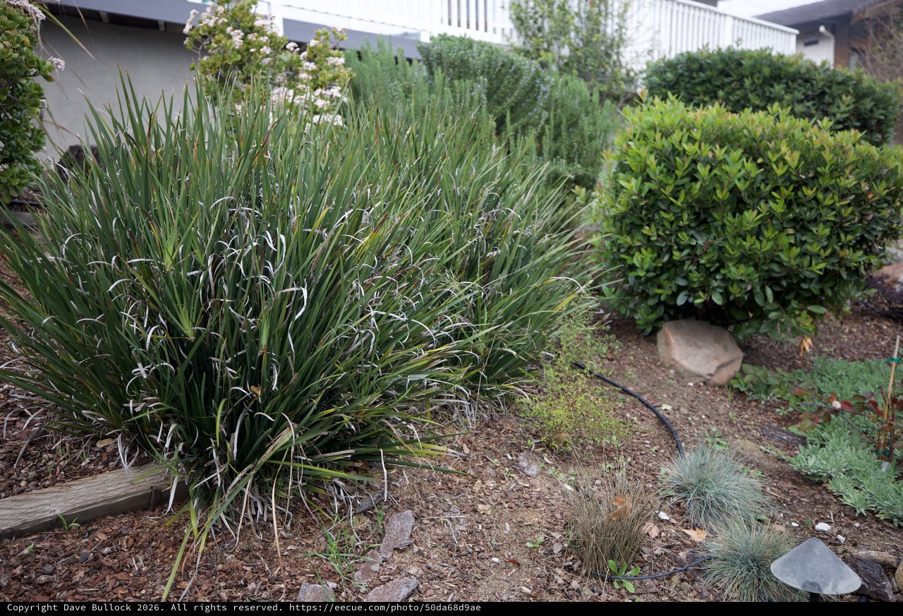 Overgrown Ornamental Grasses in Suburban Garden Setting