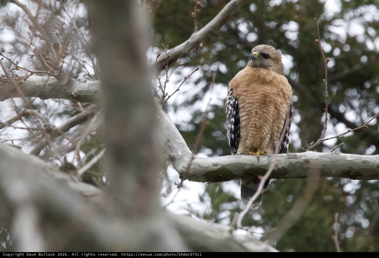 Red-shouldered Hawk Perched on Winter Branch