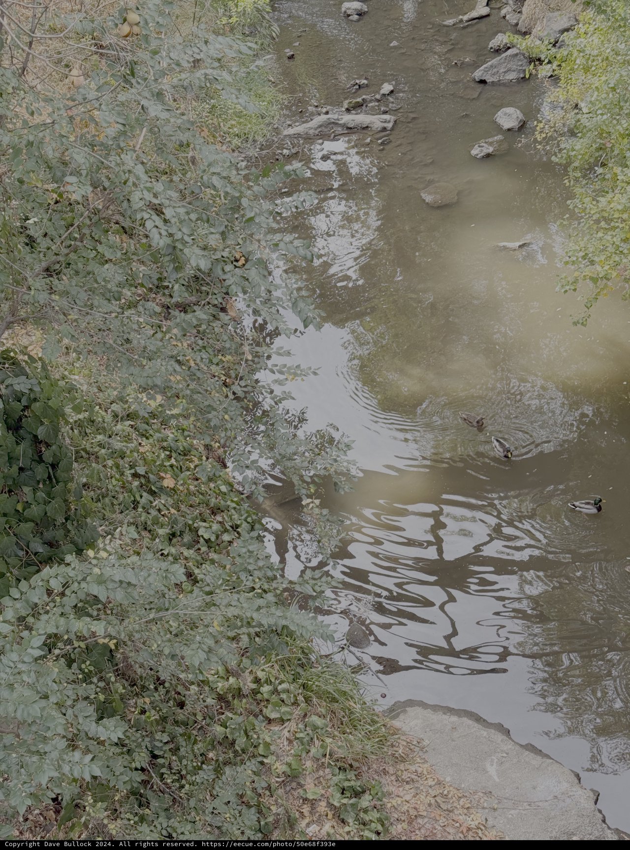 Tranquil Stream with Rippling Water and Vegetation