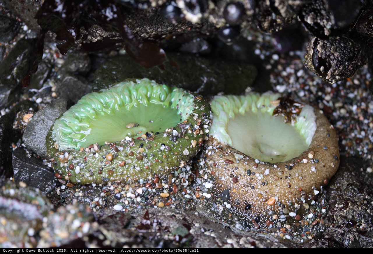 Giant Green Anemones Resting in Tidal Pool Rocky Shore